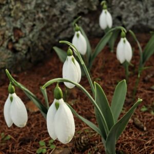 Galanthus elwesii var. elwesii 'Big Boy' - Image 2