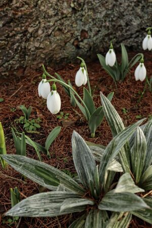 Galanthus elwesii var. elwesii 'Big Boy'