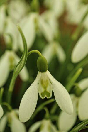Galanthus elwesii 'Daphne's Scissors' - Image 3