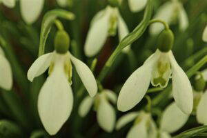 Galanthus elwesii 'Daphne's Scissors'