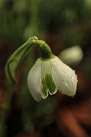 Galanthus 'Rodmarton'