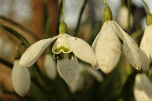 Galanthus plicatus ‘Sibbertoft Manor’