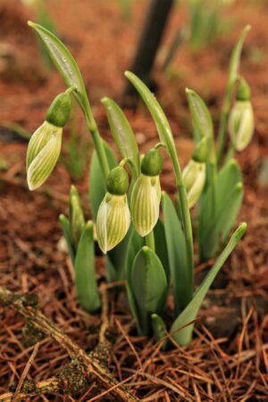 Galanthus elwesii 'Rosemary Burnham'