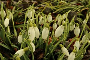 Galanthus 'Lord Lieutenant'