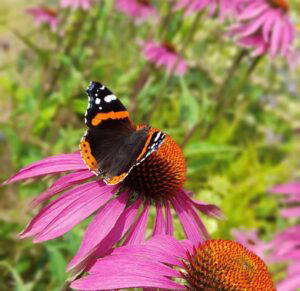 BUTTERFLY SPOTTING & MOTH REVEAL