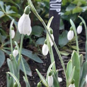 Galanthus 'Hörup'