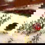 Snowdrops At Christmas