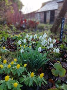 A day of specialist snowdrops