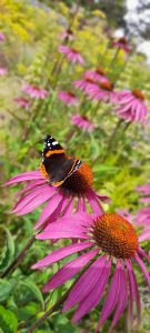 Butterfly Walk