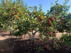 Apple Pressing Day